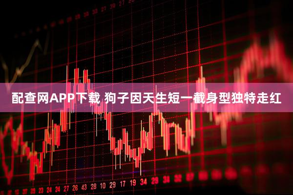 配查网APP下载 狗子因天生短一截身型独特走红